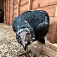 Falconry and Wildlife Team