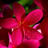 Devibala Subramanian