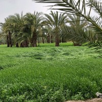 ANTONIO BORDONADO GONZALVEZ