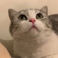 黄洪珍