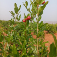 Johnsin Reddy