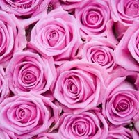 bushra raees raees uddin