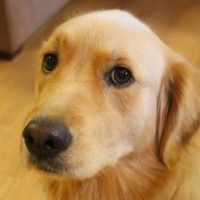 chien mange