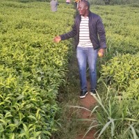 Symon maina