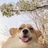 Hai Pham