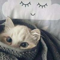 宁子睿