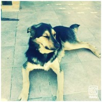 Joaquin Romagosa Valls