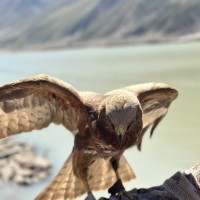 Muzhgan Ahmadi