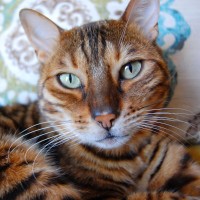 Annamarie Daane-Scott