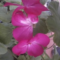 Suresh Mk