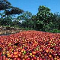 Lucas Smaldon