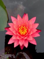 黄桂兰
