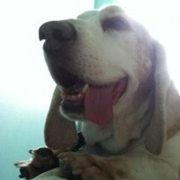 Henry de Basset