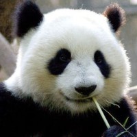 郭云飞