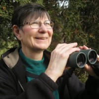Norah Toth