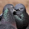 Pigeon Racing