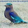 Deepak Nishad