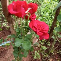 Jagadeesh N Jagadeesh reddy N