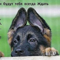 Александр Горовой