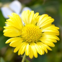 Daisy Rani Peter