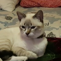 Saadeddine Boumaaza