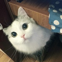 陈炯宇