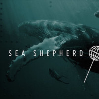 Sea Shepherd Canarias