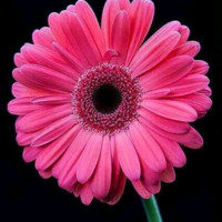 Rajasree R