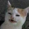 Gato Cat