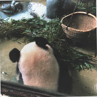 王小秋