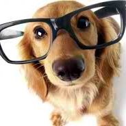 SucessToDog Training