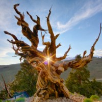 William Emory Reffett