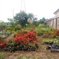 Onyeakazi Felix