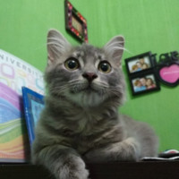 Rinaldi Sudrajat Wibawa