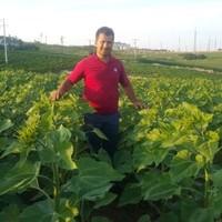 Mahmut Trakya