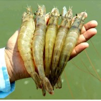 Ahzam bin Aboobacker