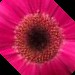 Diane Biddinger