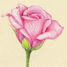 Sadaf Mubashir
