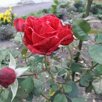 катя катерина