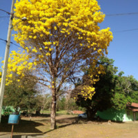 Eloíza Professora