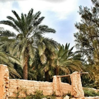 محمد مبارك