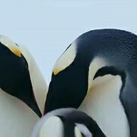 叶明龙