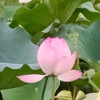 李业清