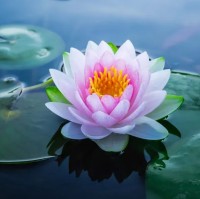 G Sushma