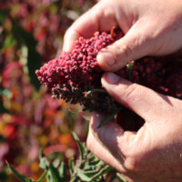 Ingrid von Baer Jahn