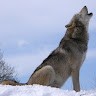 Alpha’s World