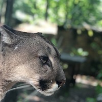 Virusgaamer Twitch