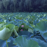 Jinyou Qiao