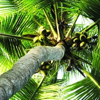 Congliem Coco
