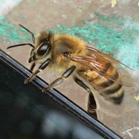 David Alcazar Muñoz